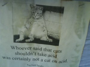A cat on acid - city wisdom at its best